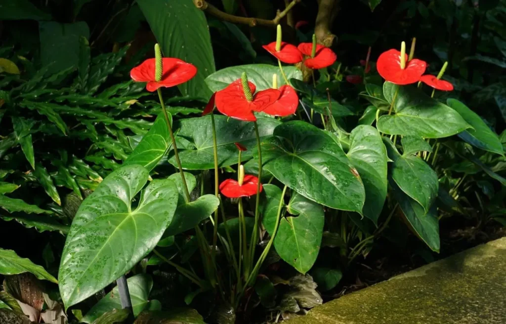 Come tenere un Anthurium in casa? Ecco la guida
