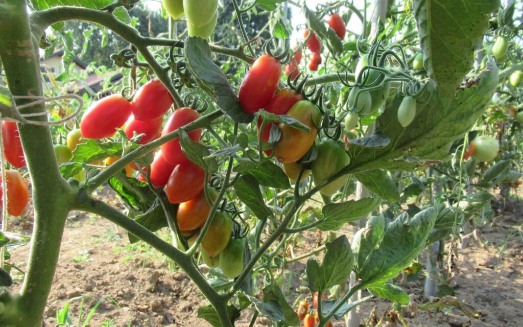 Non concimare i pomodori con il caffè se non sai questo dettaglio
