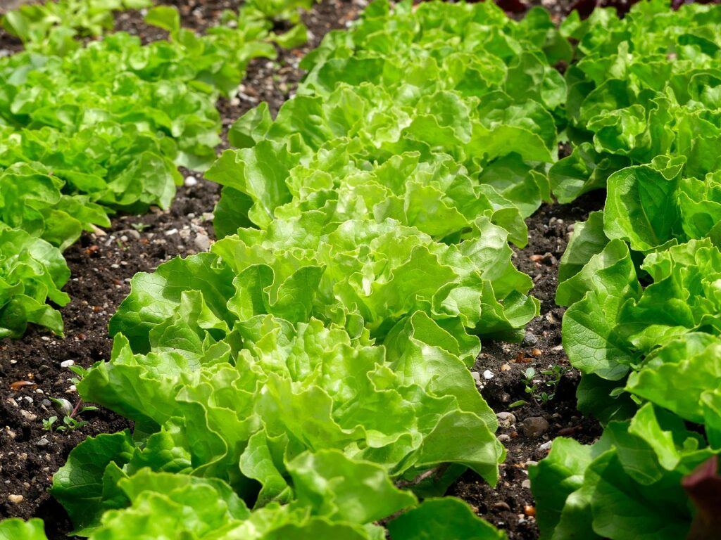 Coltivare lattuga in vaso: attenzione a questi tre errori