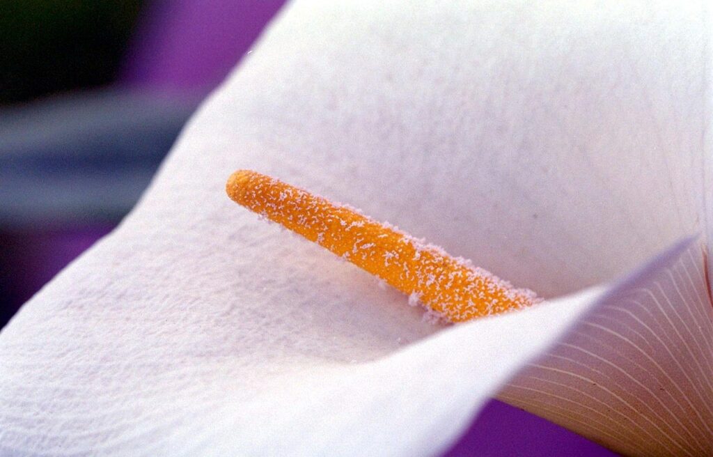 Come coltivare la calla: ecco il trucco del giardiniere